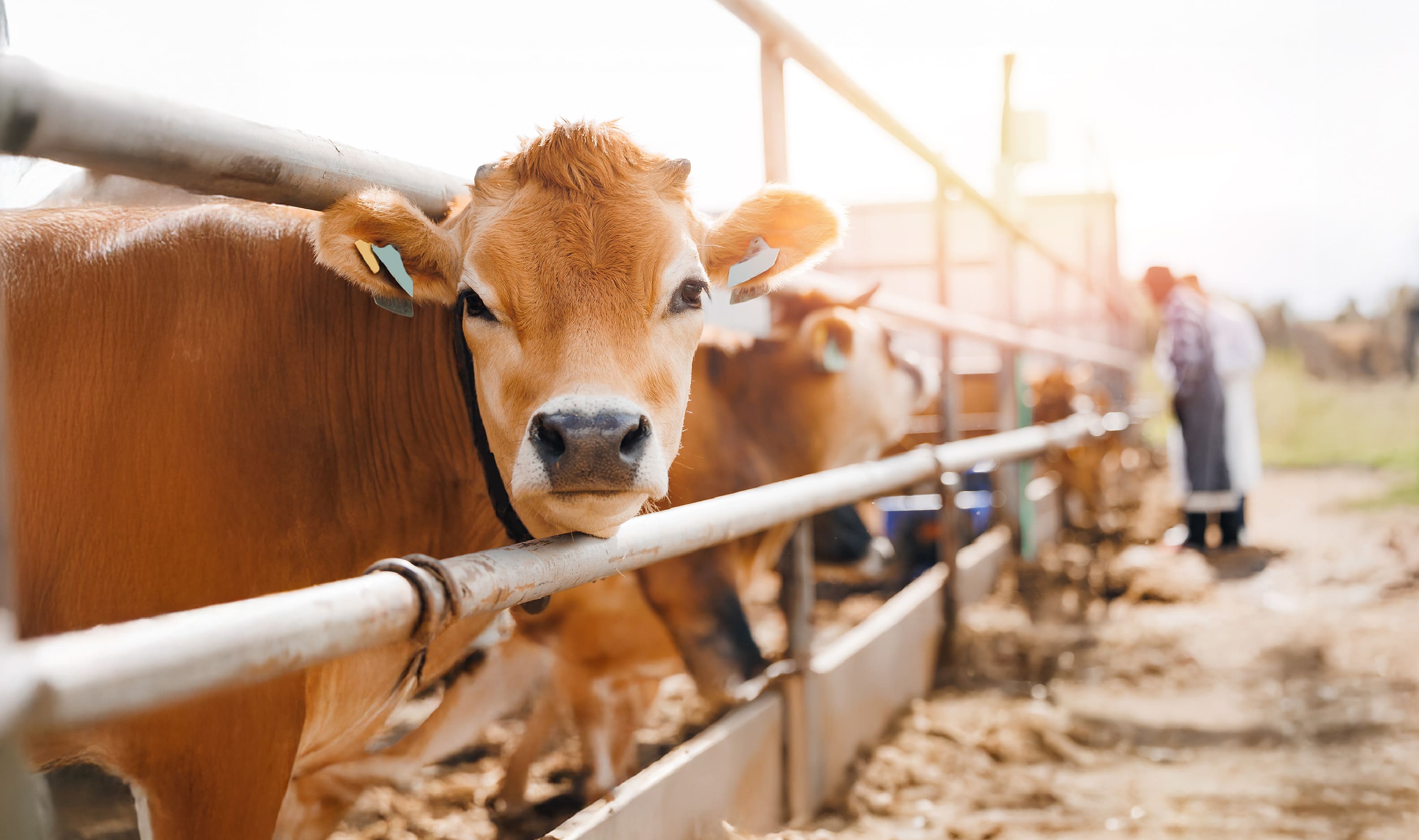 Clínica Parasitológica en Ganado