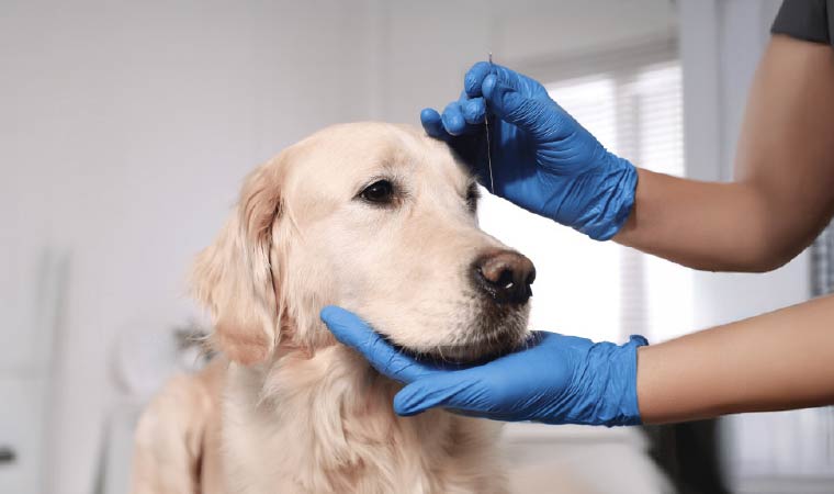 Acupuntura Veterinaria Aplicada en Animales de Compañía
