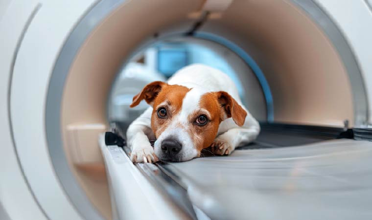 Oncología en Animales de Compañía