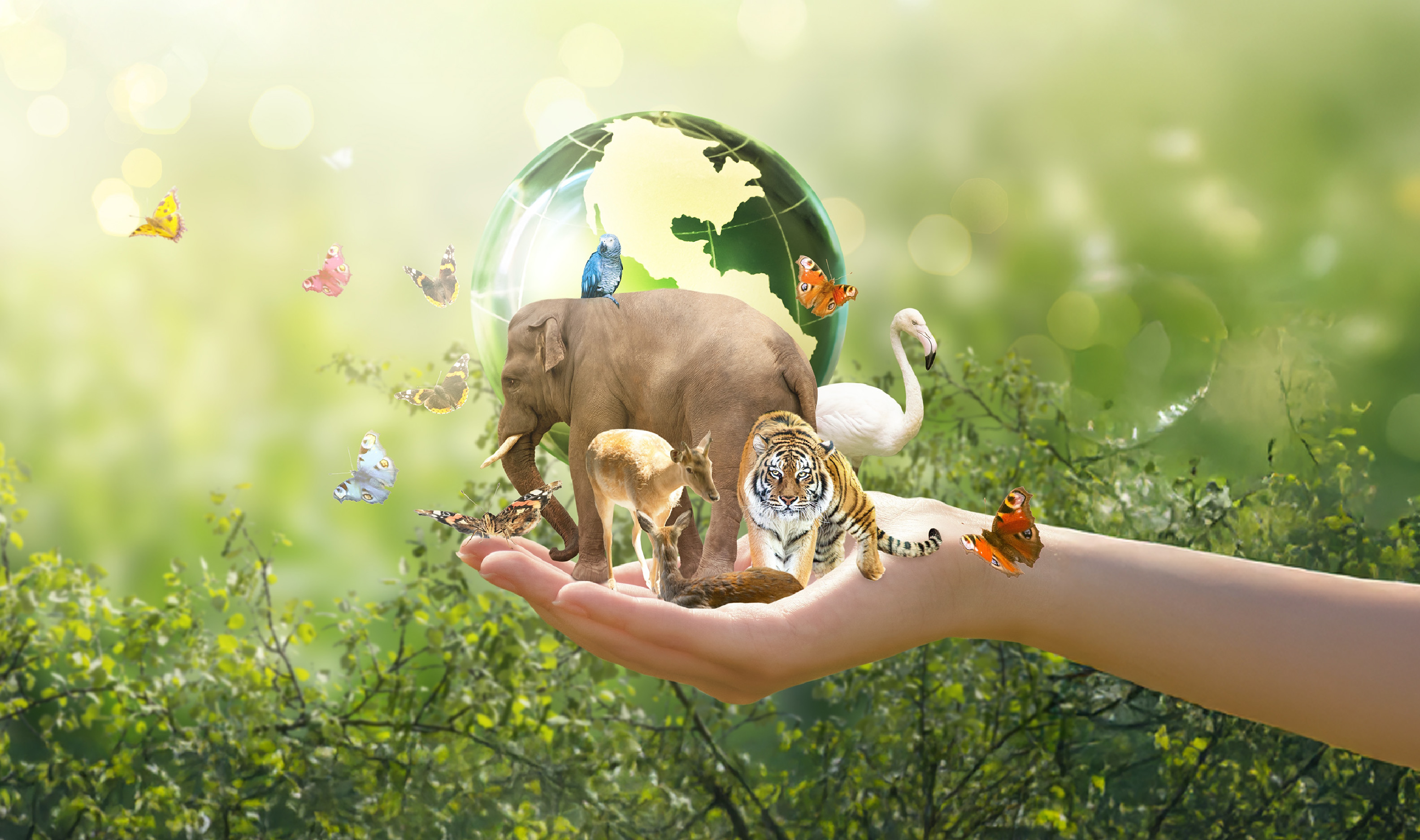 Documentos de Manejo y Planificación para el Uso Sostenible de la Diversidad Biológica