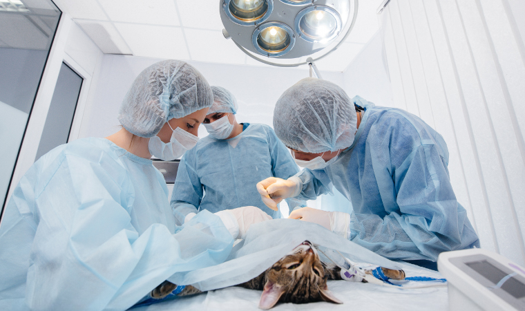 Técnicas de Cirugía Reproductiva en Animales de Compañía