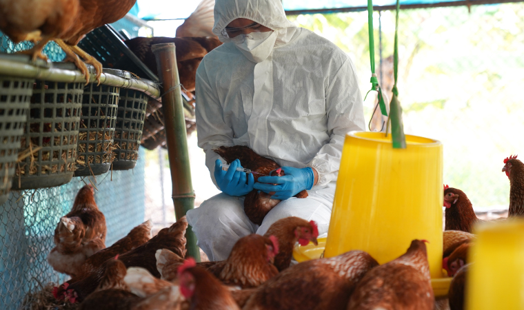 Curso Intensivo de Patología aviar e Incubación